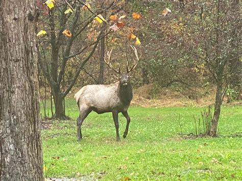 Local Wildlife at Elk Country Campground