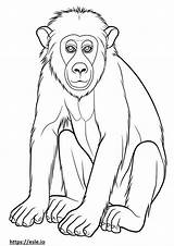 Baboon coloring Pages  Free Printable sketch template