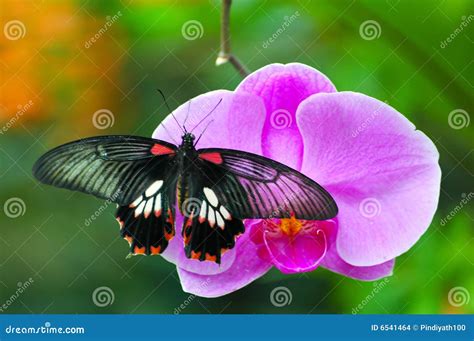 Butterfly On Orchid Stock Images - Image: 6541464