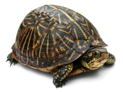 File:Florida Box Turtle Digon3a.jpg - Wikimedia Commons