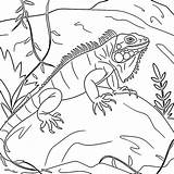 Regular Iguana coloring Page  Download Print Or Color Online For Free sketch template