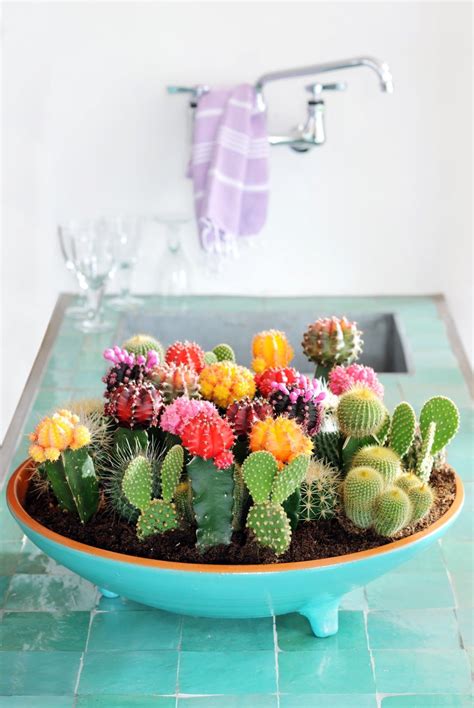 from ezter with love turquoise bowl Mini Cactus Garden, Garden Plants, Indoor Plants, Tiny ...