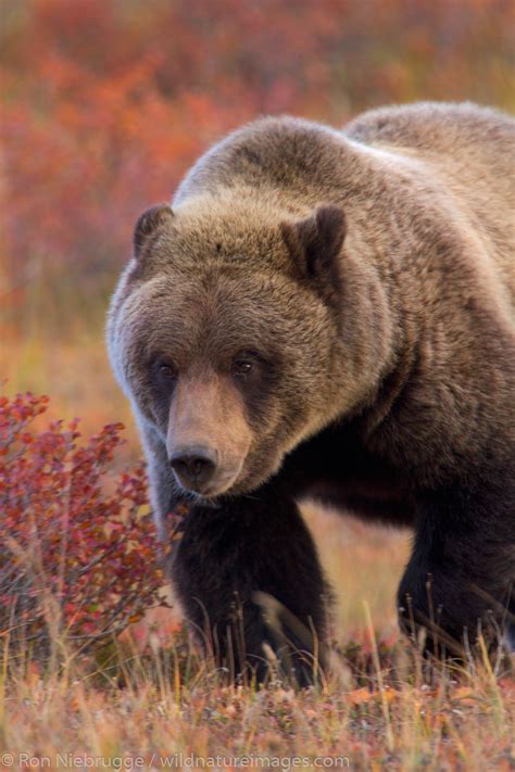 Grizzly | Denali National Park, Alaska. | Photos by Ron Niebrugge