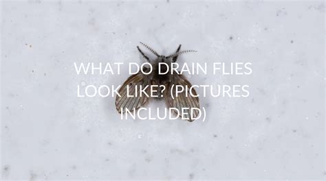 What Do Drain Flies Look Like? (Pictures Included) - Pest Prevention Patrol