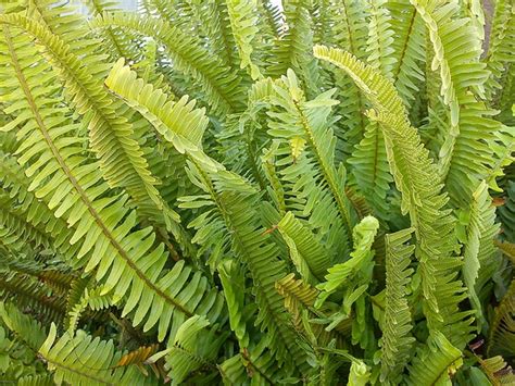 Nephrolepis exaltata (Bostonfern, Boston Fern, Dwarf Feather Palm ...