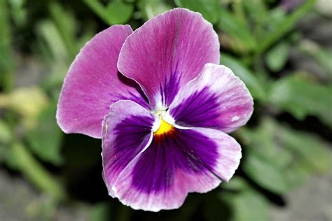 Pansy Pansies Flower · Free photo on Pixabay