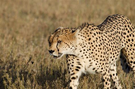 Cheetah. African Safari at Maasai Mara, Kenya, Africa. | African safari, Africa, Safari