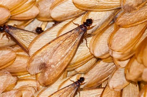 What to Do About Flying Ants in Your Home