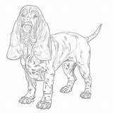 Basset Hound Coloring Page  Pages Mimi Panda sketch template