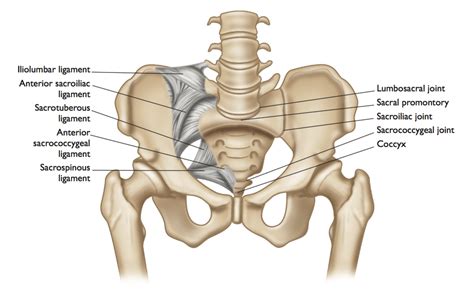 The Anatomy of the SI Joint and Its Relationship to Yoga Practice