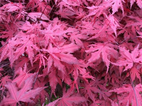 Purple Ghost Japanese Maple, Acer palmatum ‘Purple Ghost’.