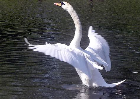 Mute Swan Facts | Anatomy, Diet, Habitat, Behavior