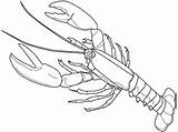Lobster Drawing Cute Coloring Printable Clipartmag Pages Sketch  sketch template