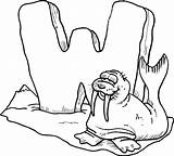 Free Printable Walrus Coloring Pages For Kids sketch template