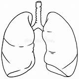 Human Lung Anatomy Out Line Stock Illustration  Of sketch template