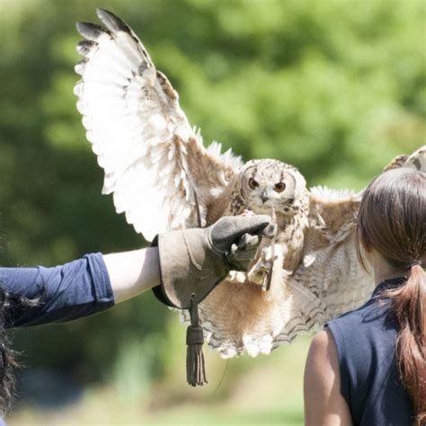 International Centre for Birds of Prey - Farming UK Farm Attractions