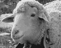 Sheep eating animals GIF - Find on GIFER