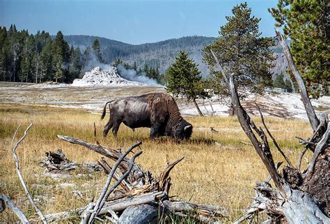 Bison Grazing Near Castle Geyser Yellowstone National Park Photograph by NaturesPix