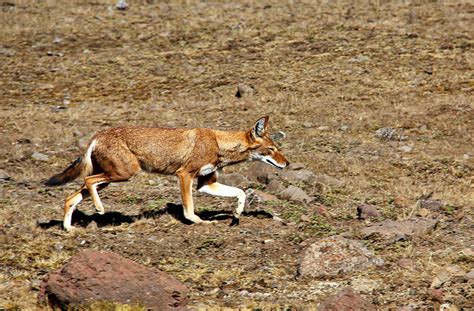 Ethiopian Wolf Facts! | Always Learning!