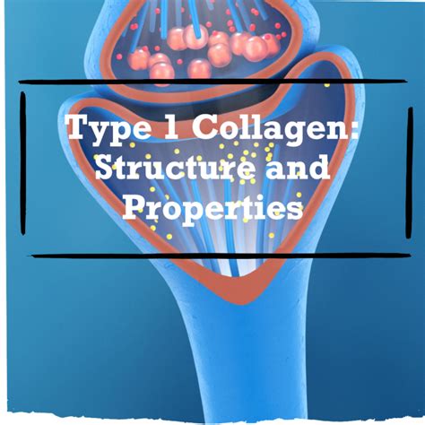 Role of Type II collagen - Fitness Mind