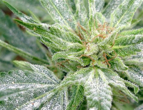 Beware of Powdery Mildew - Grow OpportunityGrow Opportunity