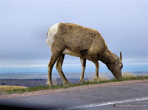 Wildlife of Badlands National Park - Traveling Morgans