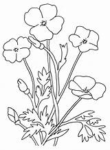 Poppies Coloring Pages  Best For Kids sketch template