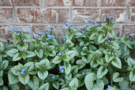 Jack Frost Brunnera | Brunnera macrophylla 'Jack Frost' Silv… | Flickr