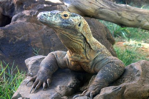 Komodo Dragon - Honolulu Zoo Society