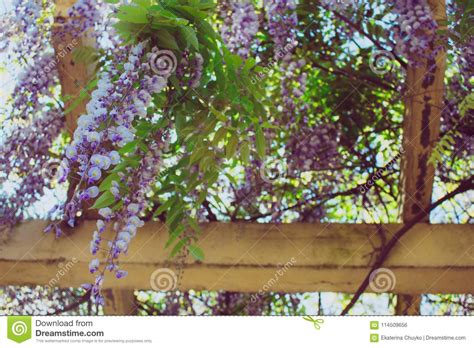 Acacia. stock photo. Image of outdoor, blossom, freshness - 114509656