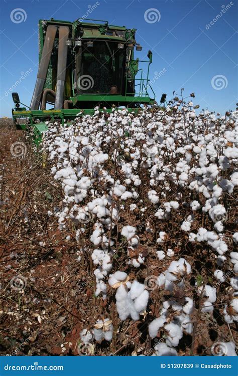 Cotton harvest editorial stock image. Image of botany - 51207839