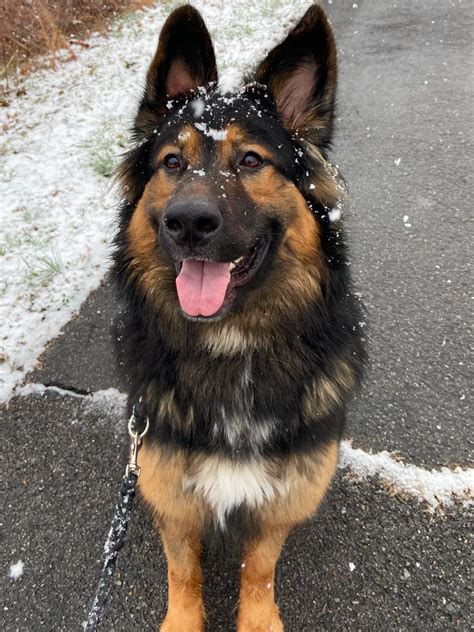 German Shepherd Bernese Mountain Dog Mix: Loyal, Protective, and Good ...