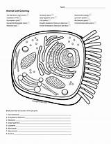 Animal Cell Coloring sketch template