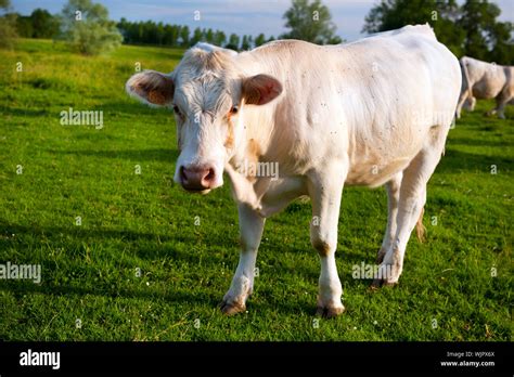 White cows in French pastures at the Bourgogne landscape Stock Photo - Alamy