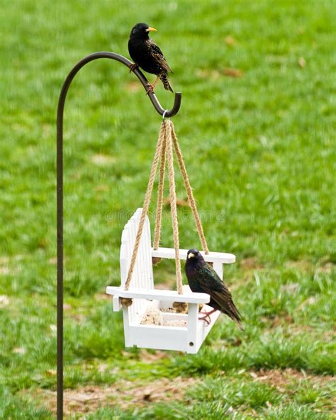 Feeding Backyard Birds Stock Photography - Image: 14452712