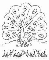 Peacock coloring Pages  ColoringLib sketch template