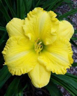 21+ Yellow Daylily Varieties – World of Garden Plants