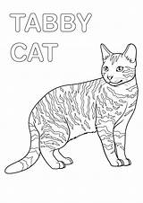 Tabby Cat Coloring Pages Free Printable PDFs  WakeTheKids sketch template