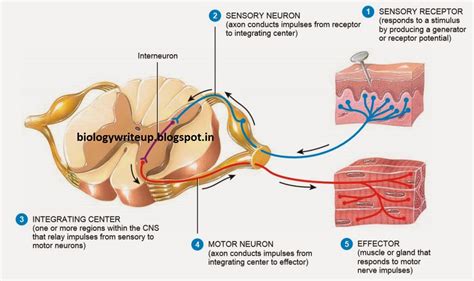 😂 5 components of reflex arc. Reflexes. 2019-01-29