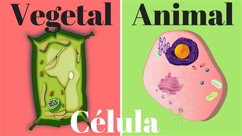 Célula vegetal, célula animal, diferencias y semejanzas - YouTube