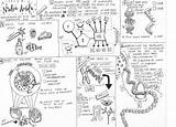 Dna And Rna Coloring Activity Pages sketch template