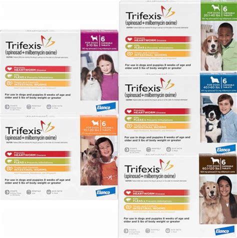 Best Flea Medicine for Dogs: Vet-Approved Options | Great Pet Care