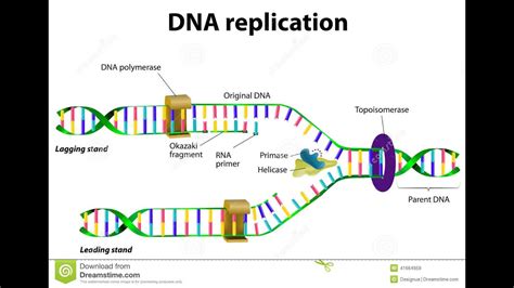 Dna Replication Nucleotide Pairing Diagram