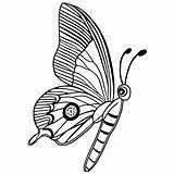 Butterfly Moth Coloring Page · Creative Fabrica sketch template