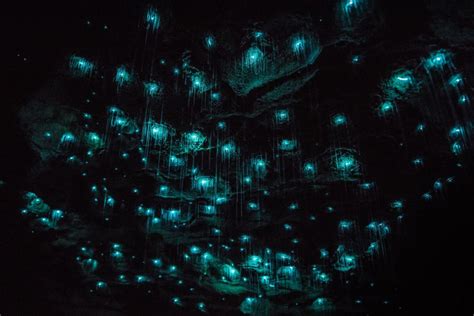 7 Places to See the Famous Glowworms in New Zealand - NZ Pocket Guide #1 New Zealand Travel Guide