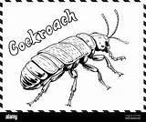 Cockroach Coloring Page For Kids Stock Vector Image & Art  Alamy sketch template
