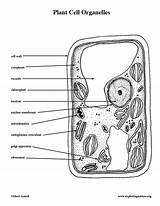 Plant And Animal Cell Coloring sketch template