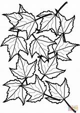 Printable Leaves Coloring Pages sketch template