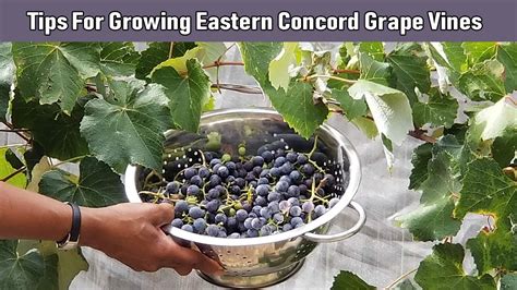 Tips For Growing Eastern Concord Grape Vines - YouTube