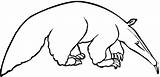 Anteater Coloring Pages  Best For Kids sketch template